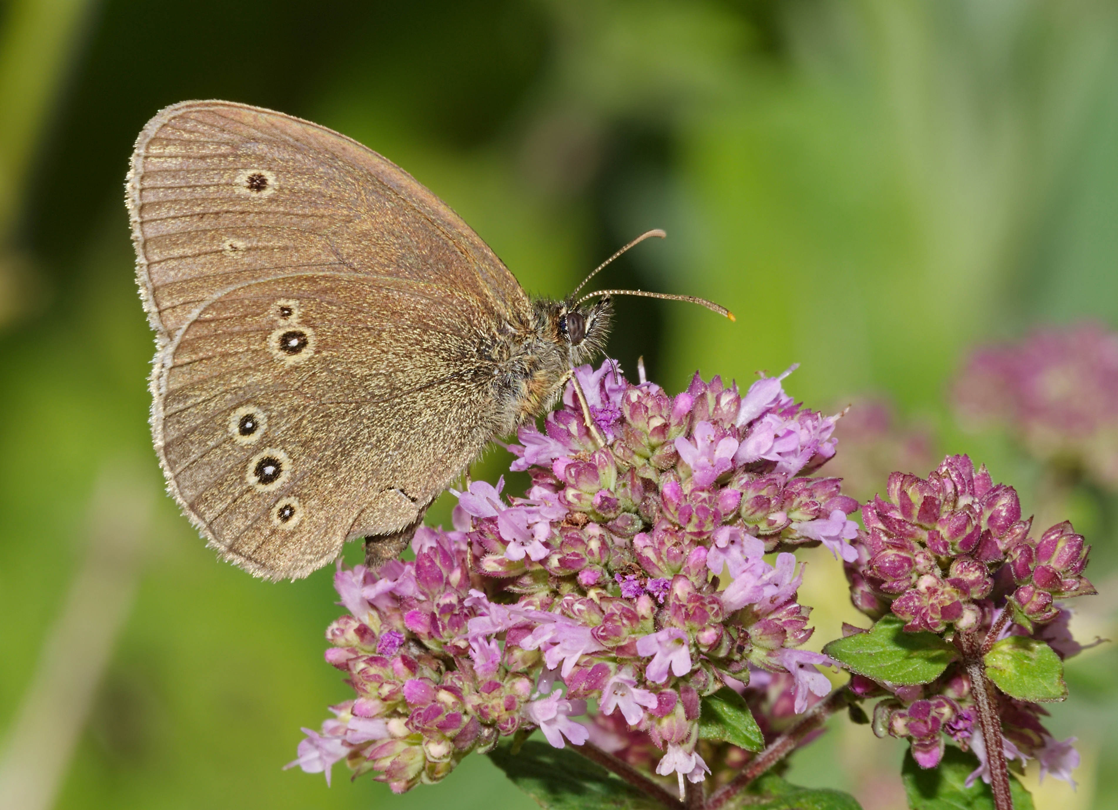 Ringlet on a Flower by Andreas Eichler