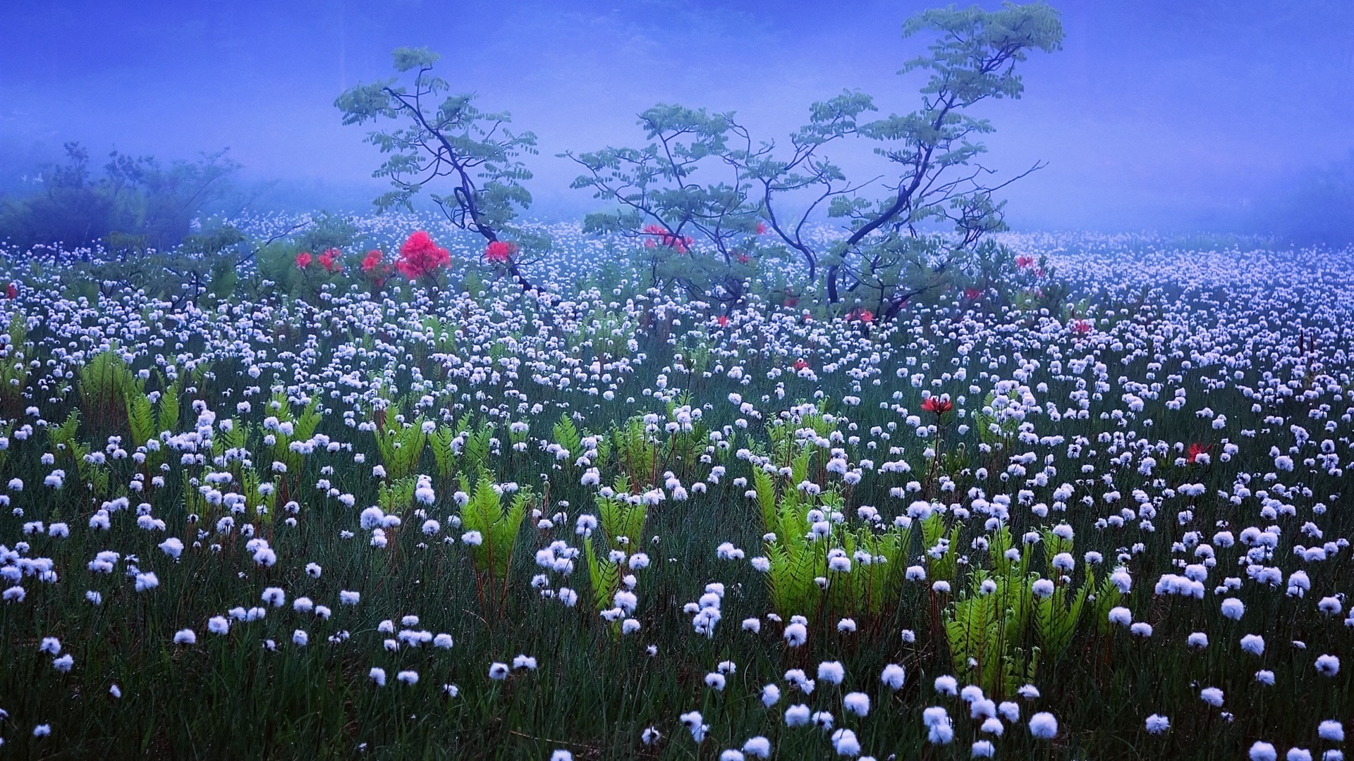 Flower Field On Misty Morning Hd Wallpaper Background Image
