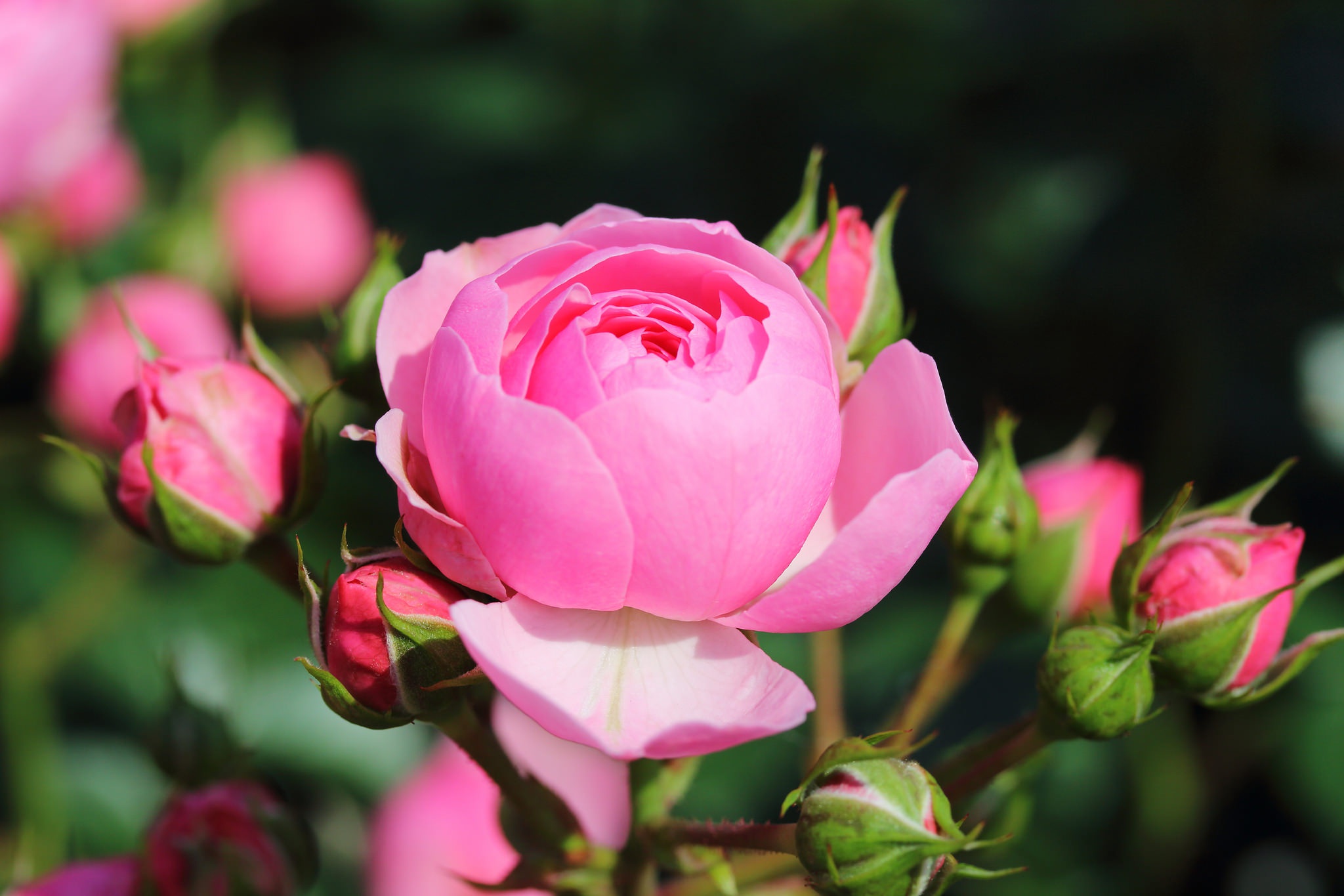 Download Pink Flower Close-up Flower Nature Rose HD Wallpaper