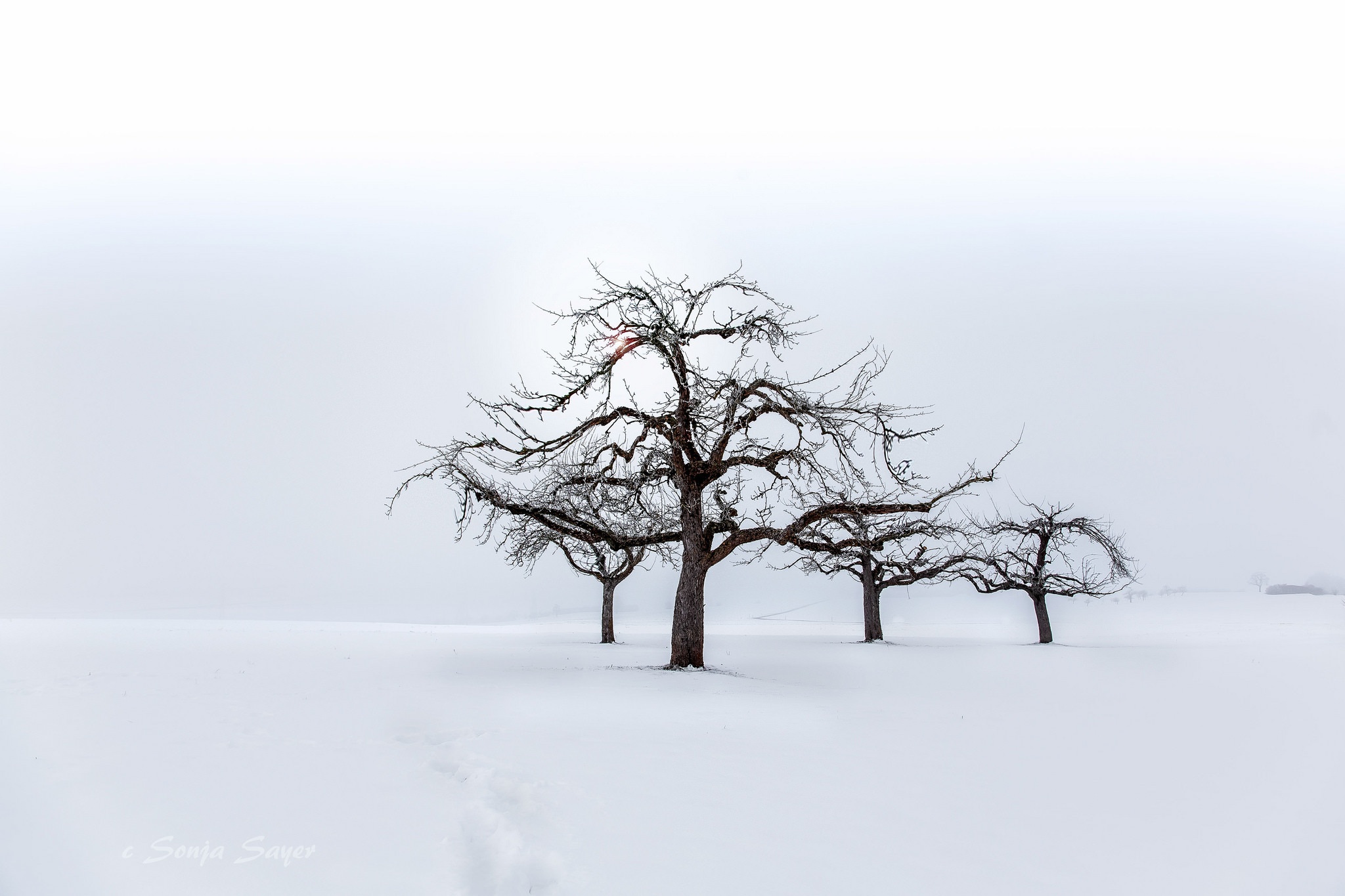 Download Snow Fog Tree Nature Winter HD Wallpaper