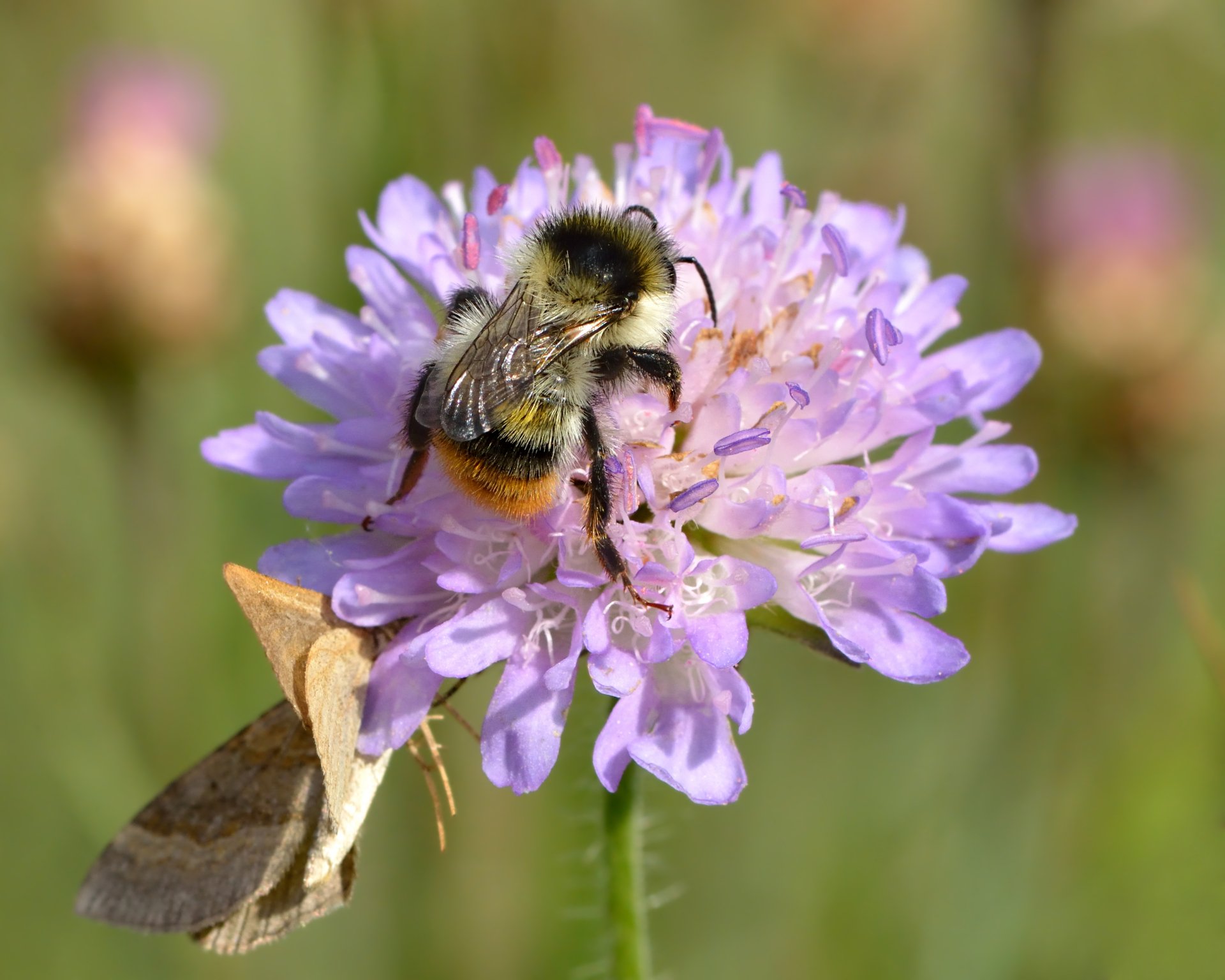 Download Shrill Carder Bee Flower Animal Bee HD Wallpaper by Ivar Leidus