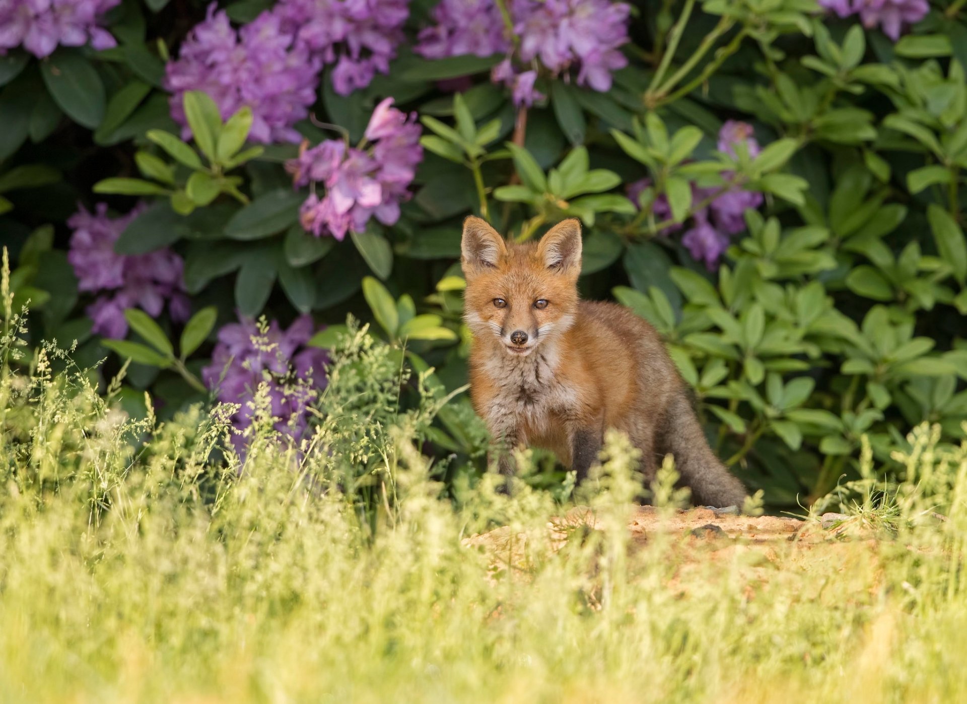 HD PC desktop wallpaper background showing a young red fox standing in a sunlit meadow with purple rhododendron blooms and lush green foliage.