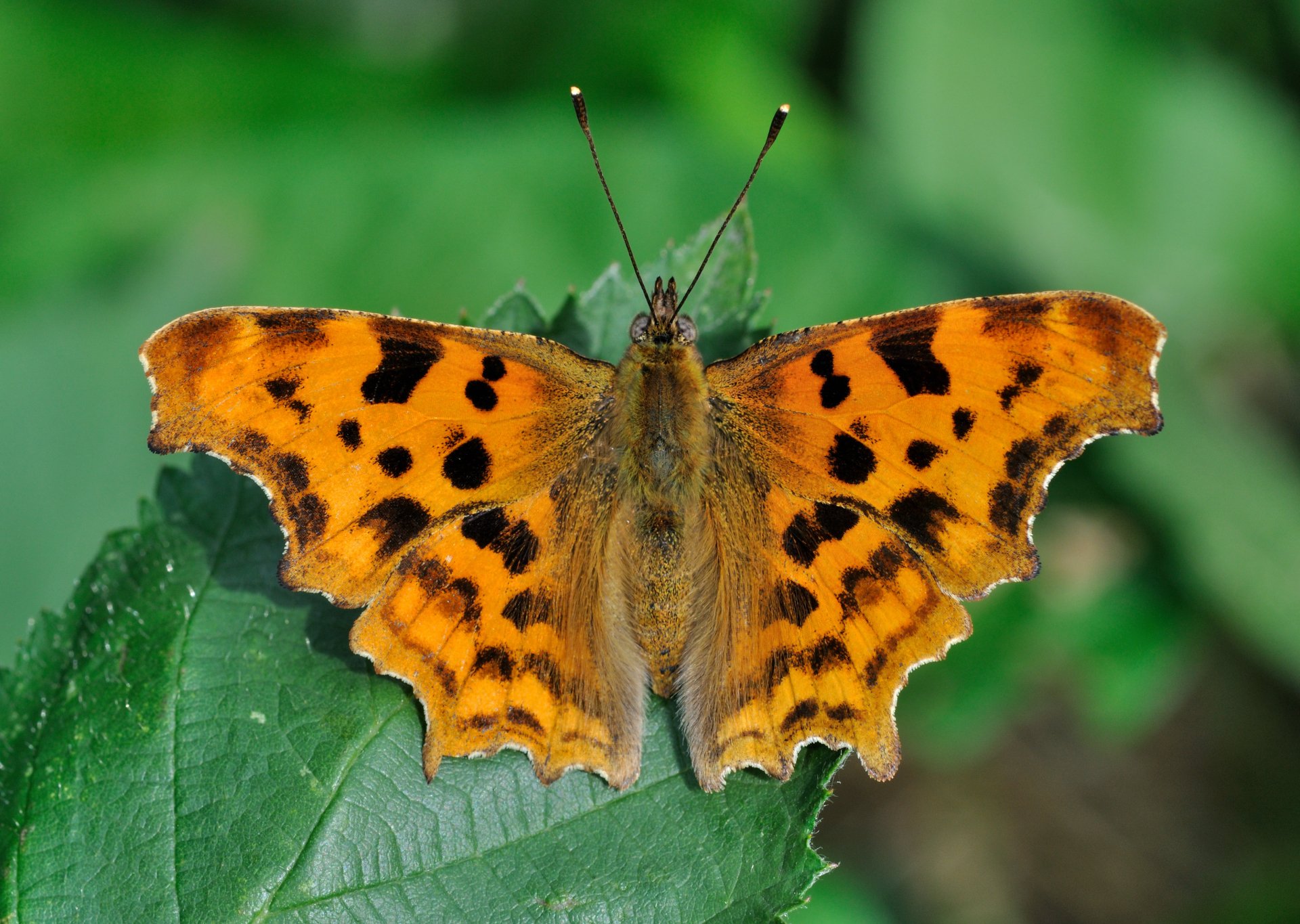 Download Comma (butterfly) Animal Butterfly HD Wallpaper by Quartl