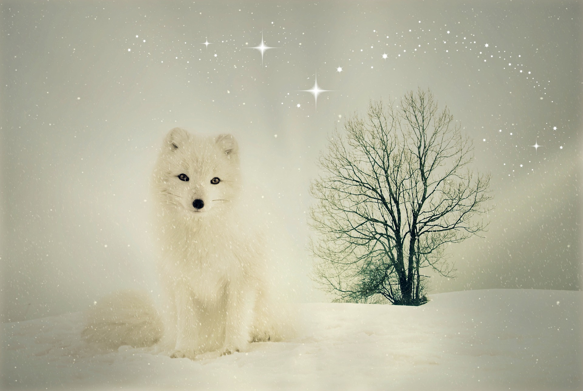 Arctic Fox in the Snow by Anja Osenberg