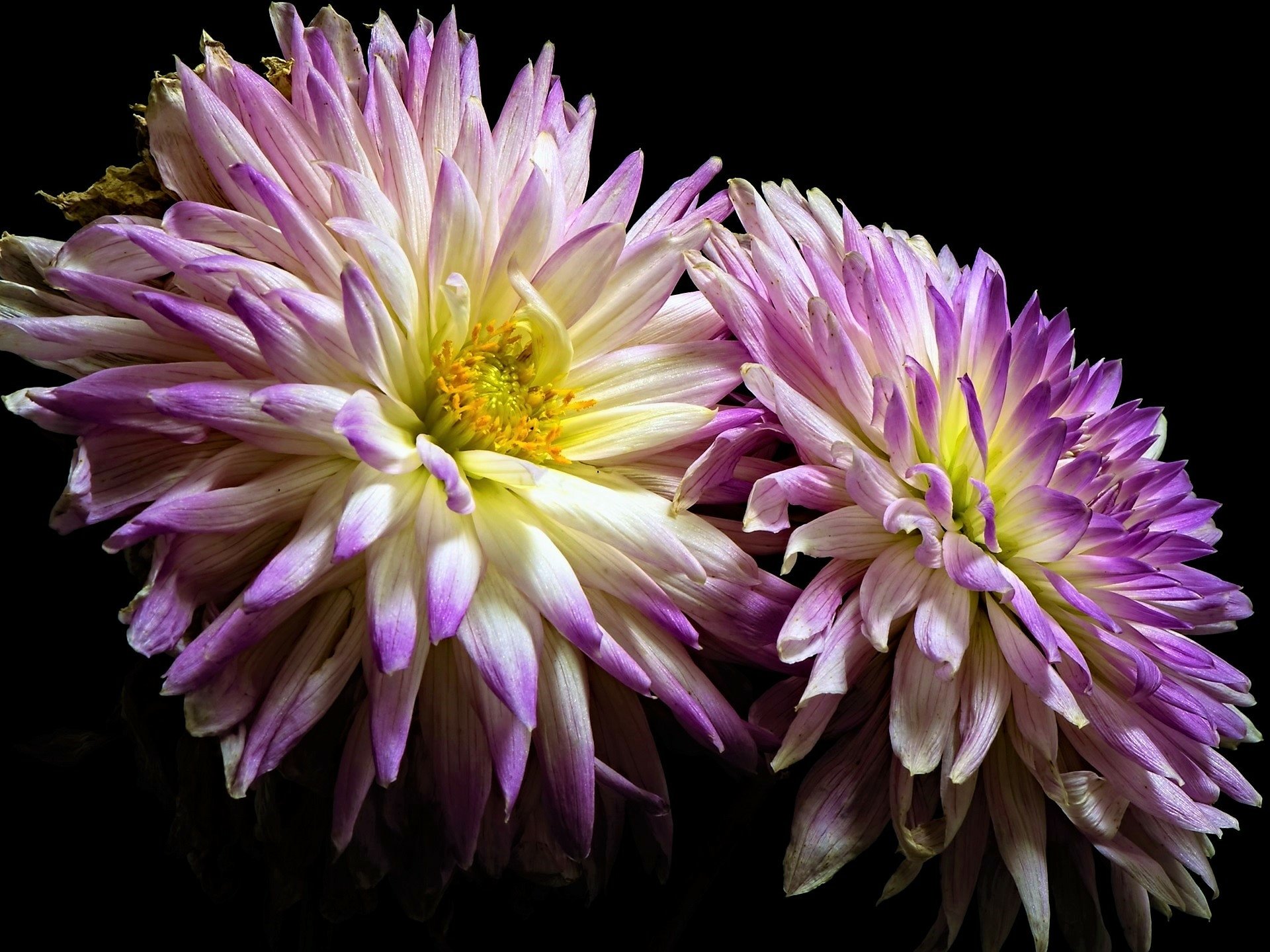 Dahlias HD Wallpaper | Background Image | 1920x1440 | ID:927547