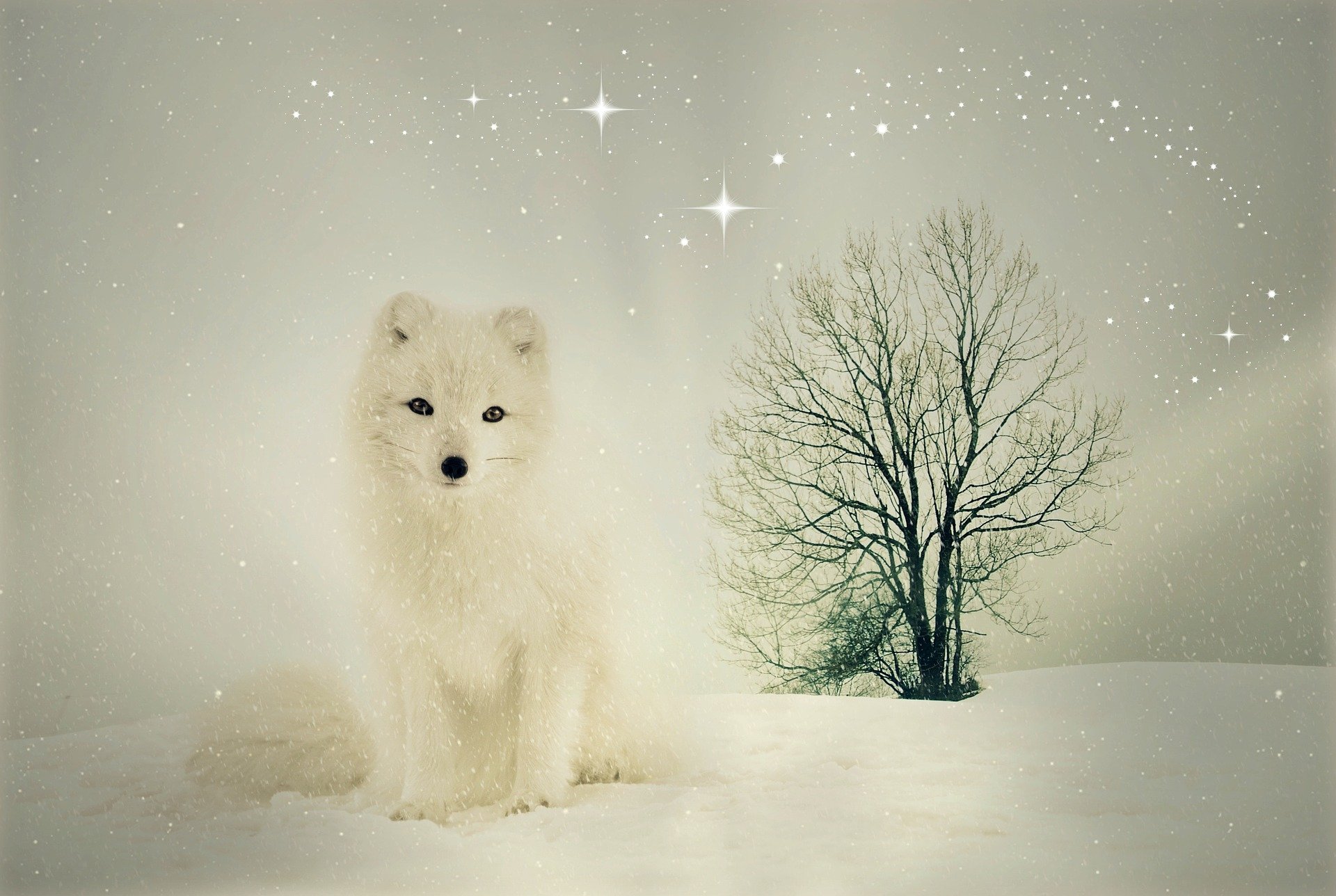 Download Fox Animal Arctic Fox HD Wallpaper by Anja Osenberg