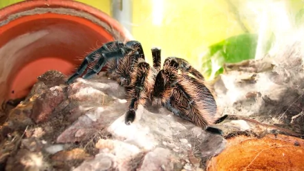 spider Animal tarantula HD Desktop Wallpaper | Background Image