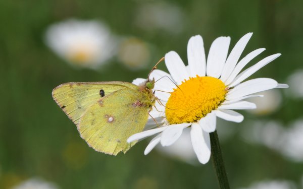 Animal Butterfly Pale Clouded Yellow Flower HD Wallpaper | Background Image