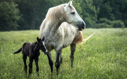 HD PC desktop wallpaper: white mare and dark foal (baby animal, horse) standing in a sunlit green meadow.