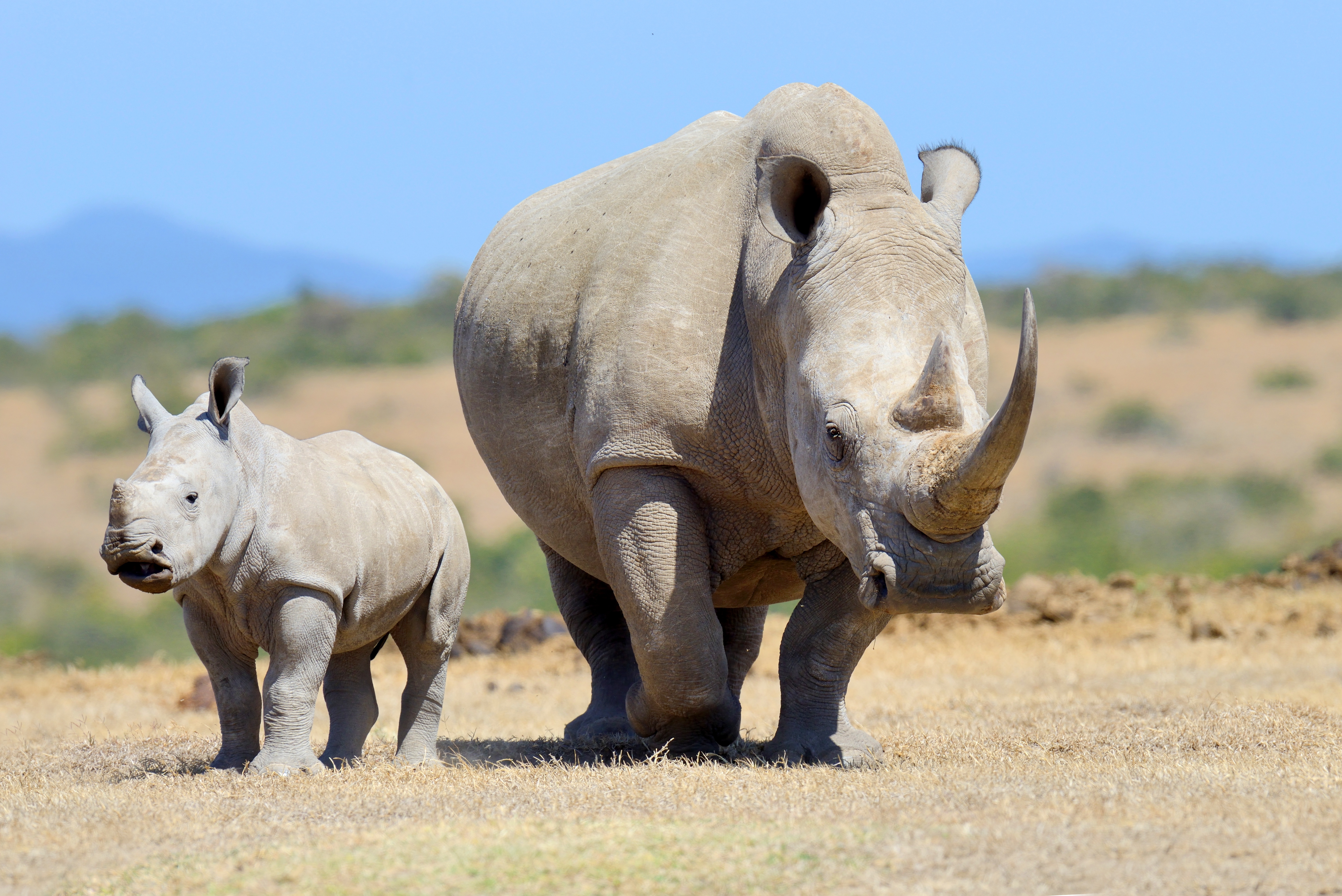 Animal Rhino HD Wallpaper | Background Image