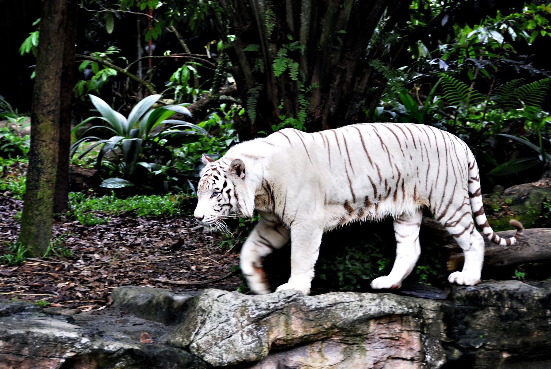 White Tiger HD Wallpaper