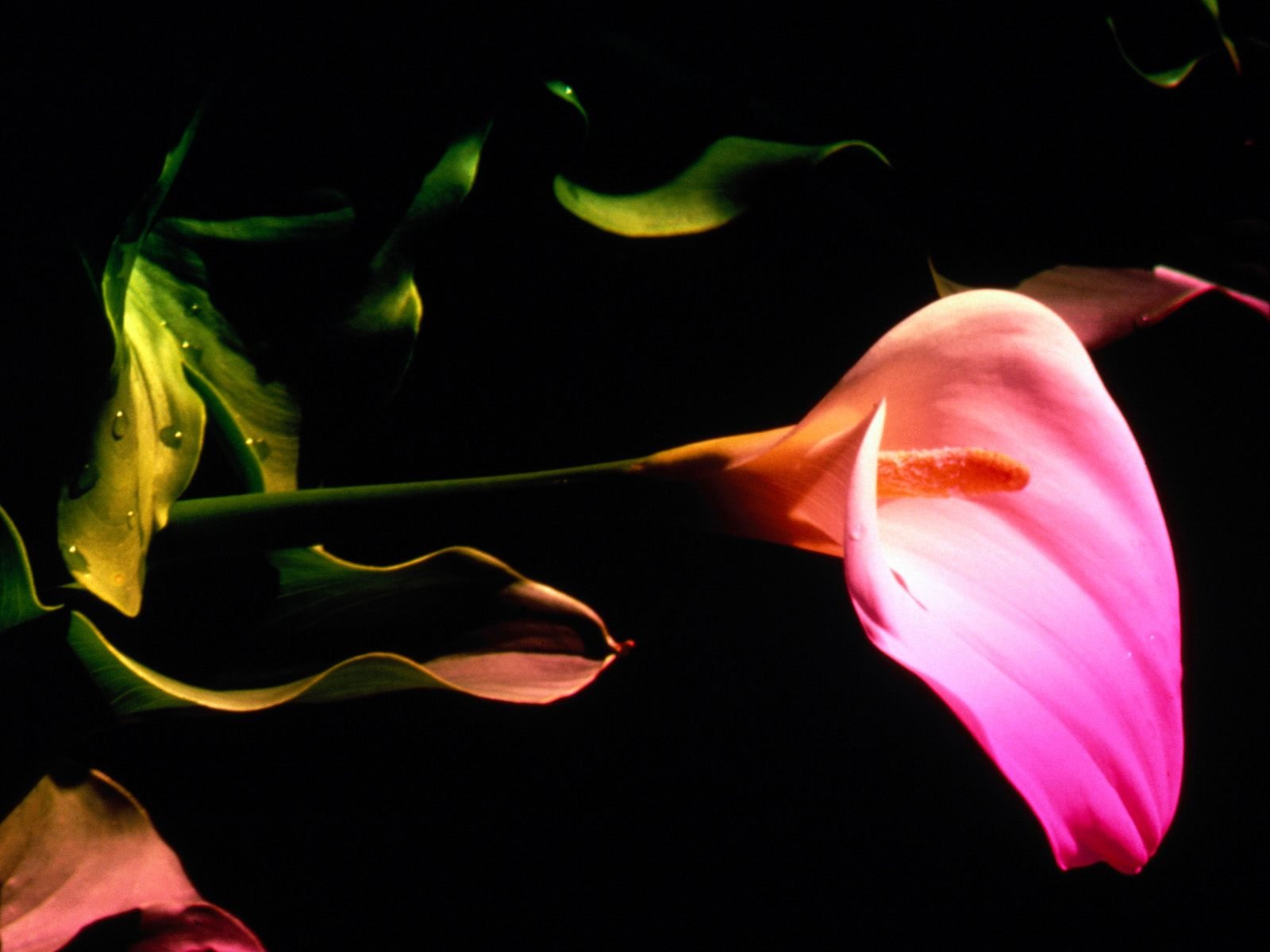 download-flower-nature-calla-lily-wallpaper