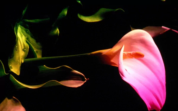 Close-up of a glowing pink calla lily flower with green leaves against a dark background, captured in high definition for a nature-themed PC desktop wallpaper.