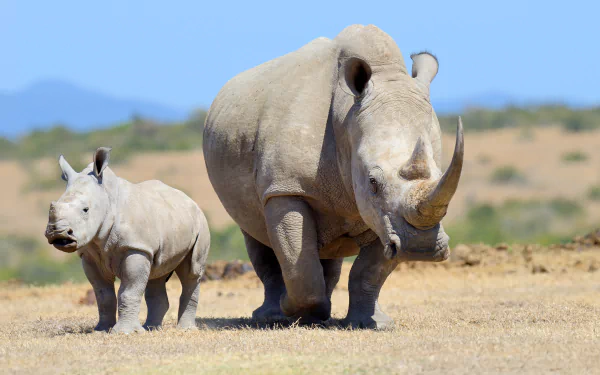 A baby rhino and an adult rhino walk side by side in a natural landscape, captured in 4K Ultra HD for a vibrant PC desktop wallpaper.