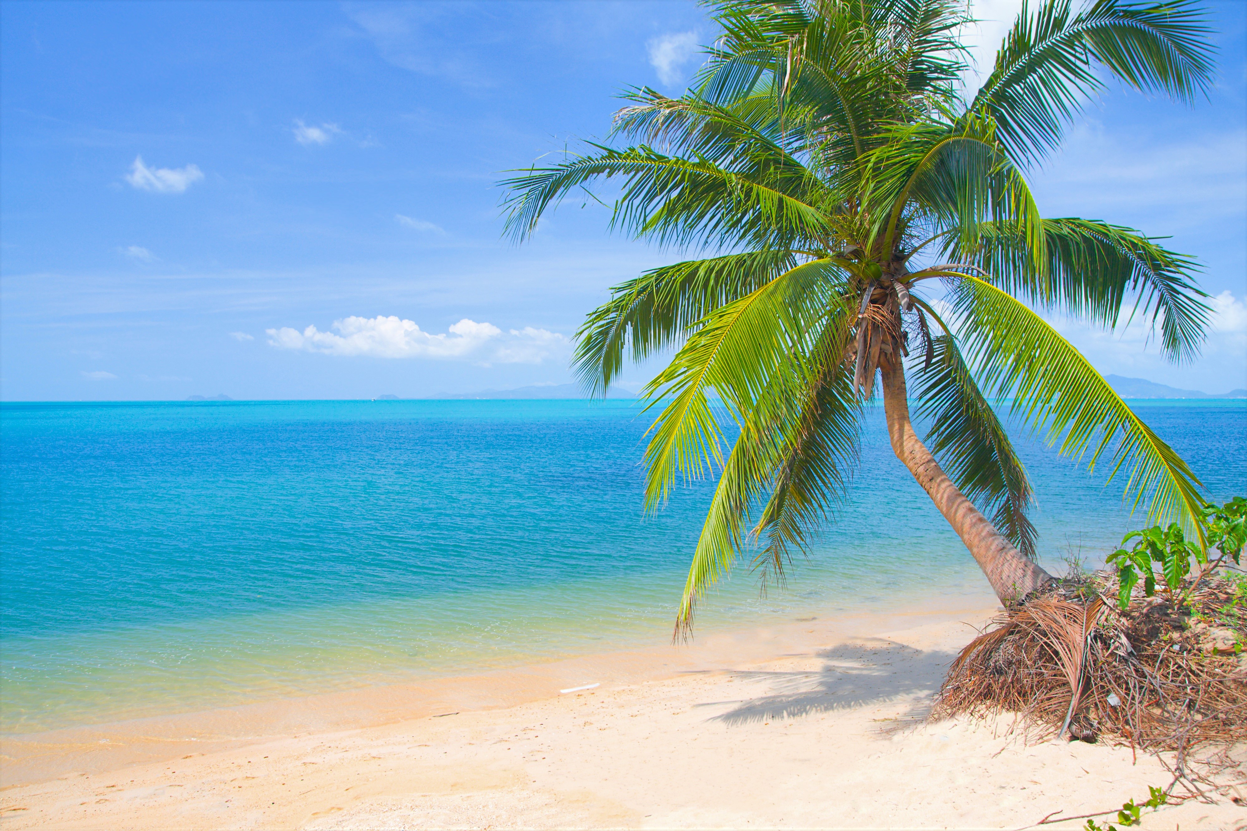 Beach tree. Море пляж. Тропический пляж. Море пляж пальмы. Пляж с пальмами.