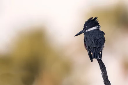 HD PC desktop wallpaper: belted kingfisher bird (animal) perched on a thin branch against a soft, blurred background.