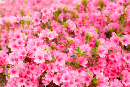 close-up pink flower nature flower azalea HD Desktop Wallpaper | Background Image