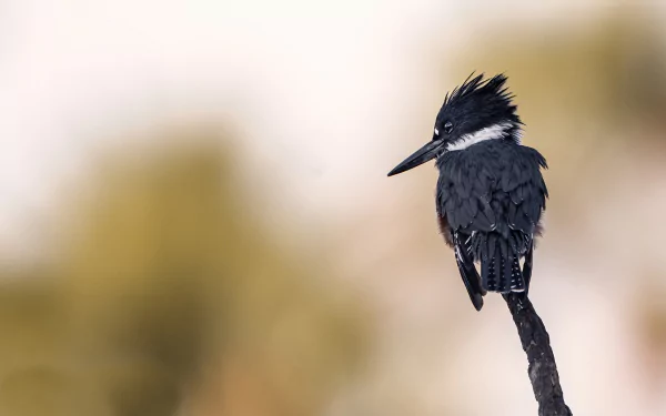 HD PC desktop wallpaper: belted kingfisher bird (animal) perched on a thin branch against a soft, blurred background.