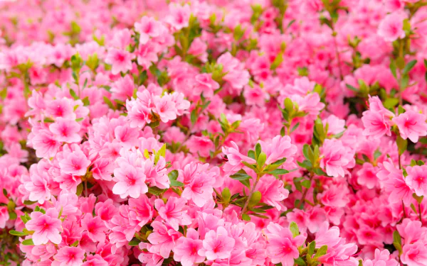 close-up pink flower nature flower azalea HD Desktop Wallpaper | Background Image