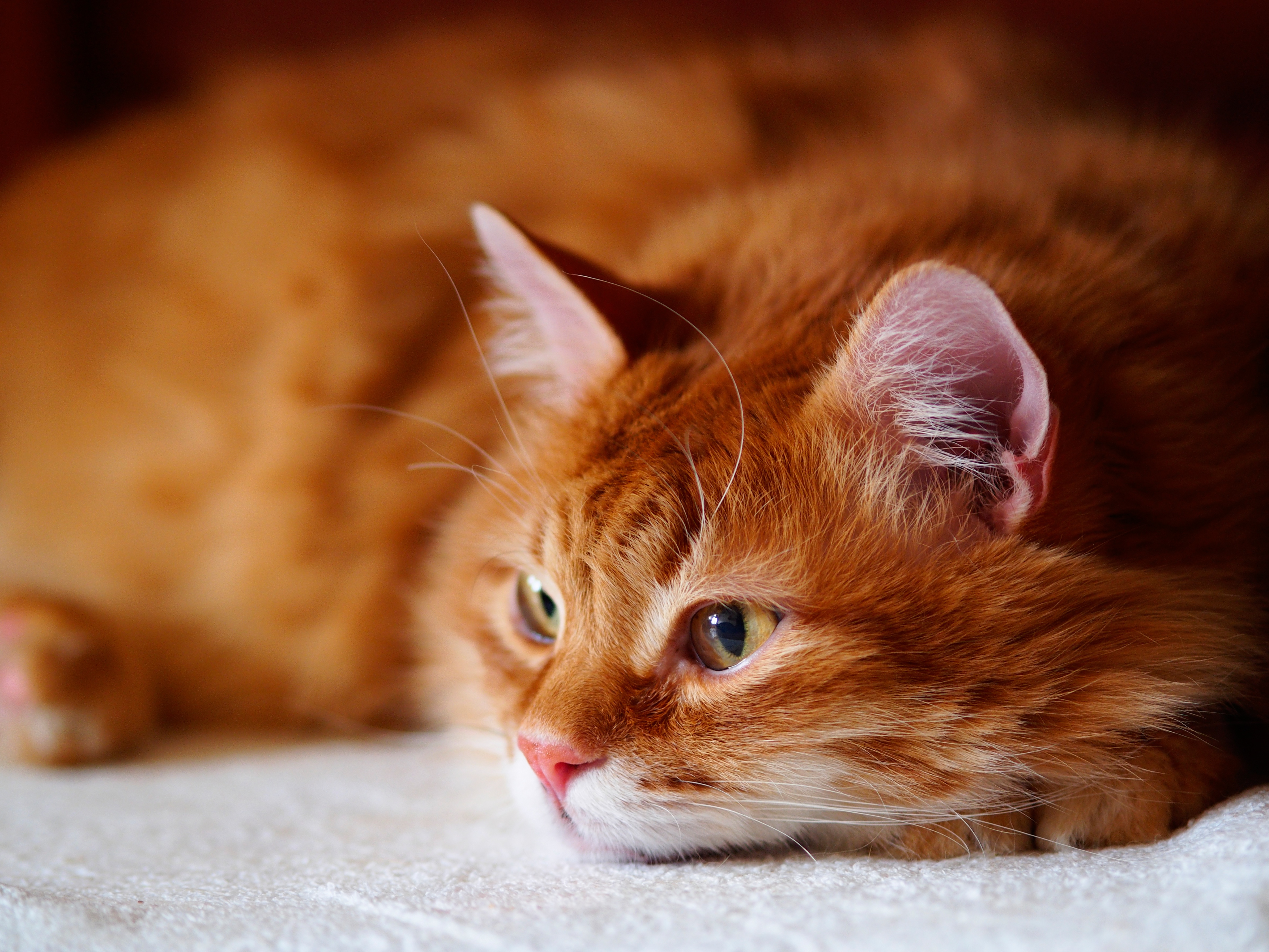 Очаровательная киска. Мейн кун рыжий котенок. Макрелевый табби рыжий. Рыжая кошка. Красивая рыжая кошка.