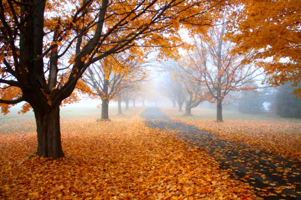  Path Covered by Fallen Leaves in Autumn