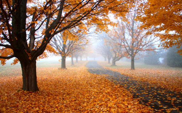 A 4K Ultra HD image of an orange-leafed tree-lined sidewalk path in fall, covered with fallen leaves and surrounded by misty trees.