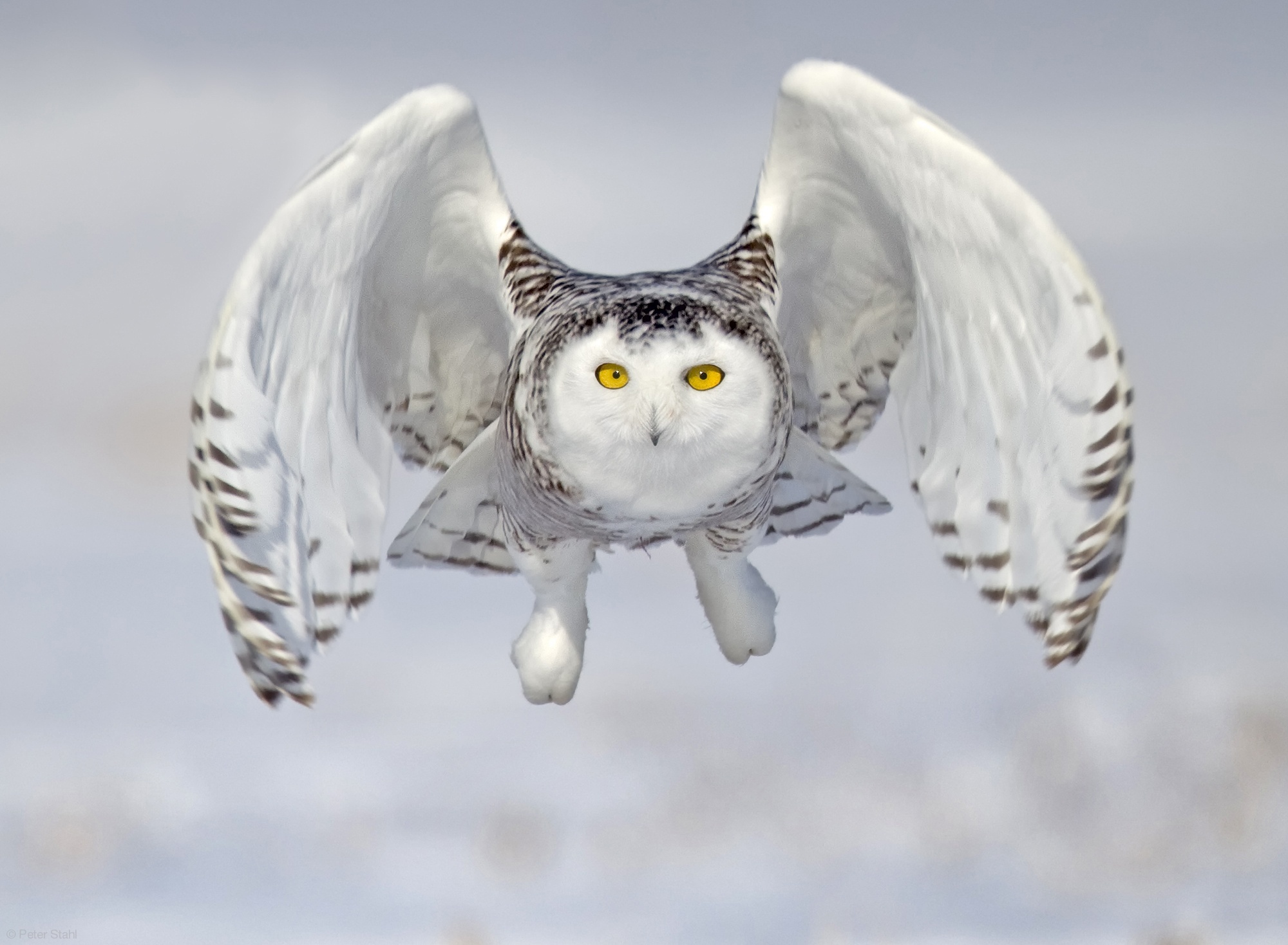 Flying White Owl Wallpaper