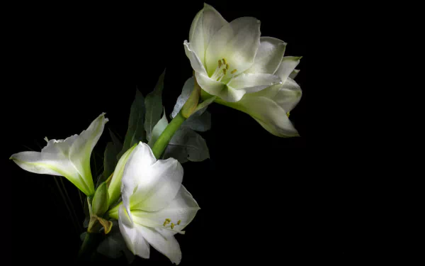  White Amaryllis
