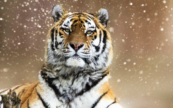  Tiger on a Snowy Day