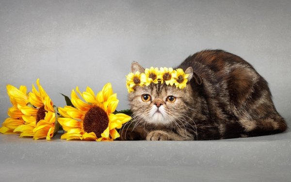 Animal Cat Sunflower HD Wallpaper | Background Image