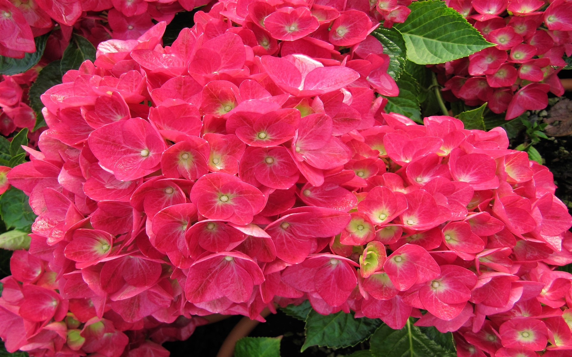 Pink Hydrangea