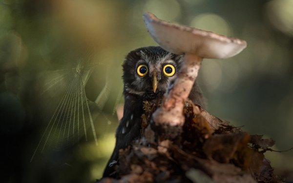Animal Owl Birds Owls Stare Bird Wildlife Spider Web Mushroom HD Wallpaper | Background Image