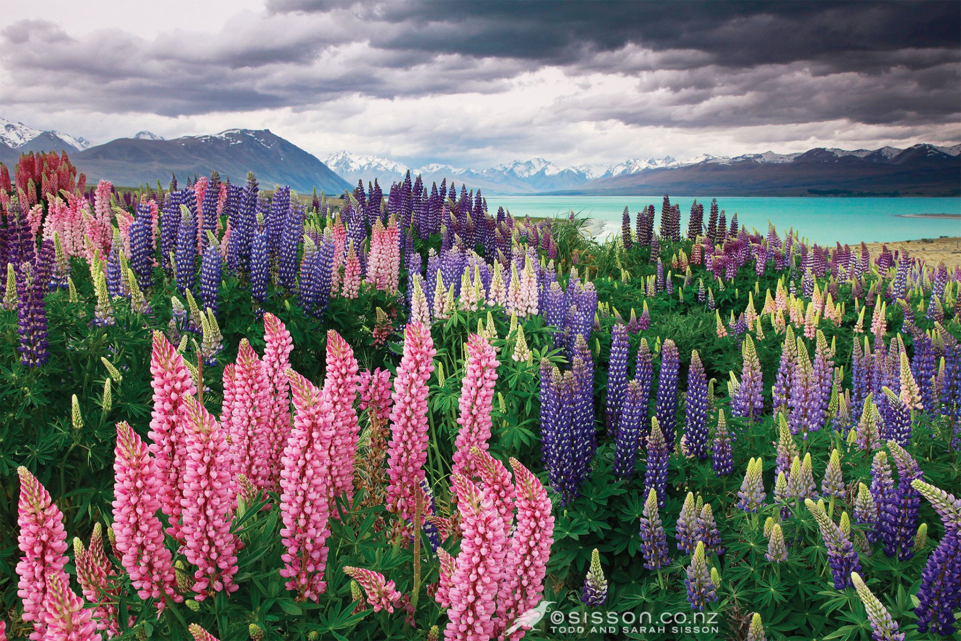 Field of Lupines by the Lake Fondo de pantalla HD | Fondo de Escritorio
