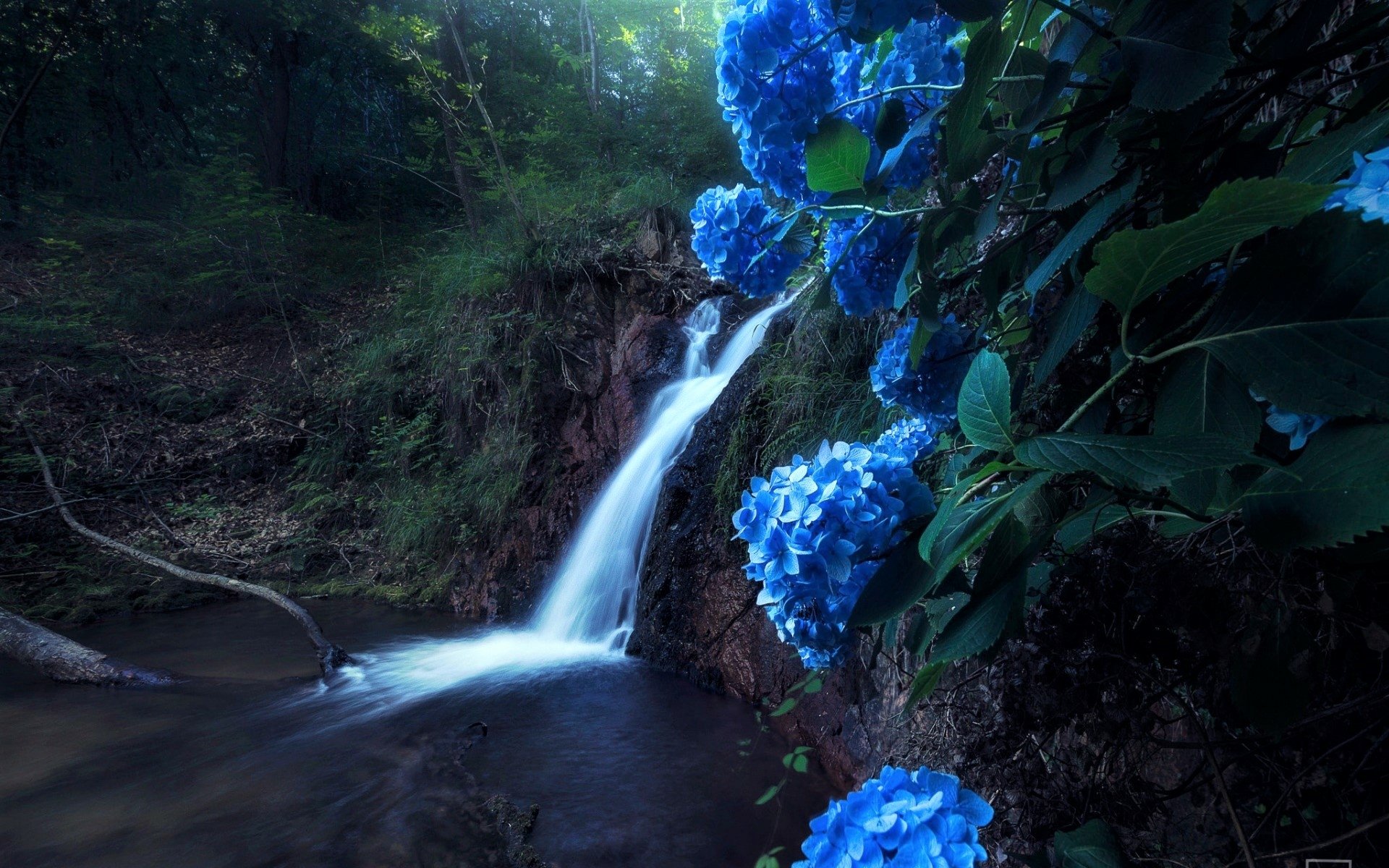 HD desktop wallpaper showing vibrant blue hydrangea flowers in the foreground with a serene waterfall cascading through a lush, green forest in the background.