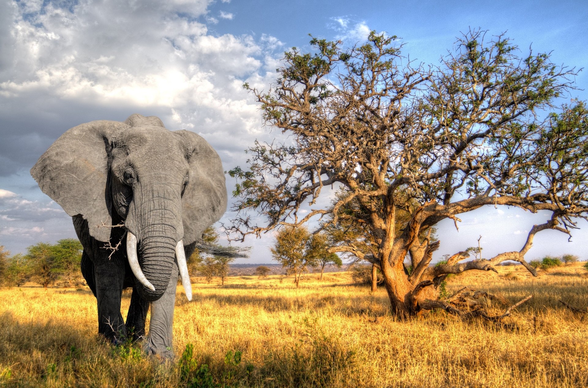 HD desktop wallpaper of an African bush elephant standing near a tree in the golden savanna under a partly cloudy sky.