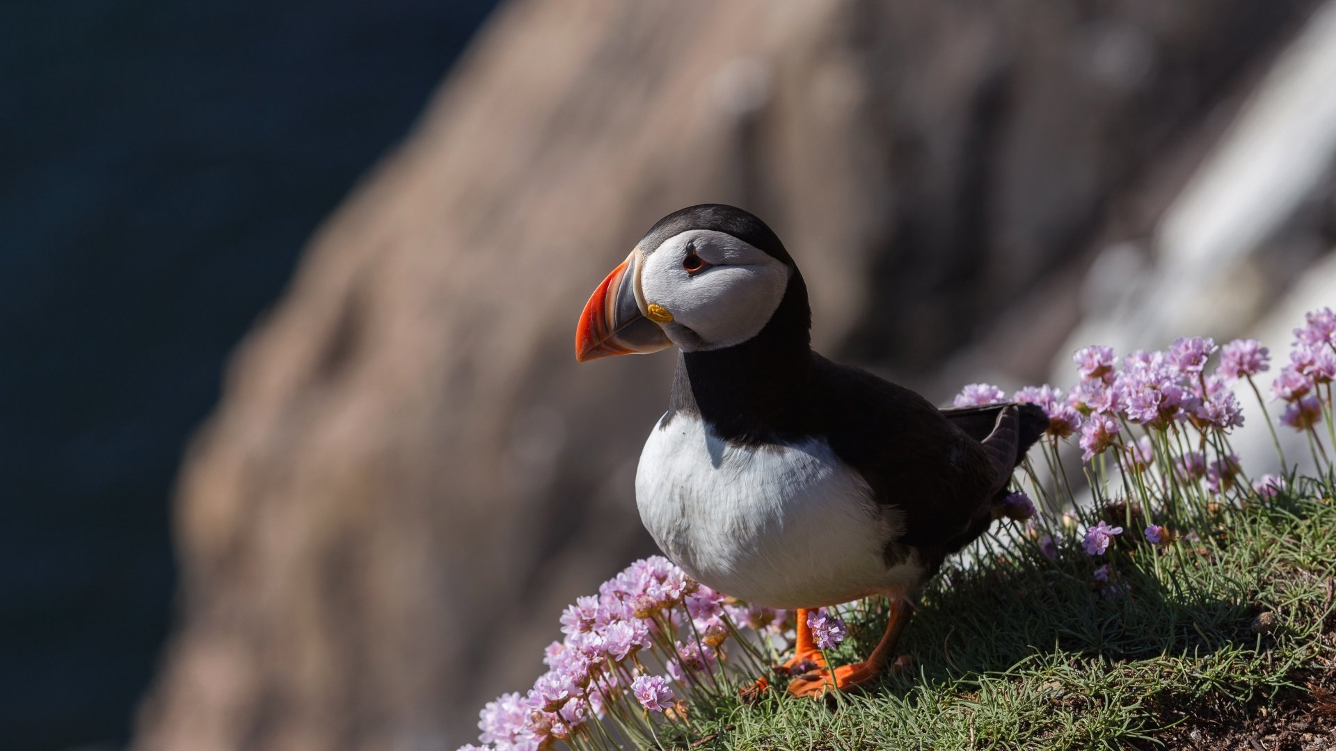 A vibrant puffin standing on a grassy cliff adorned with purple flowers, captured in stunning 4K Ultra HD quality for a PC desktop wallpaper.