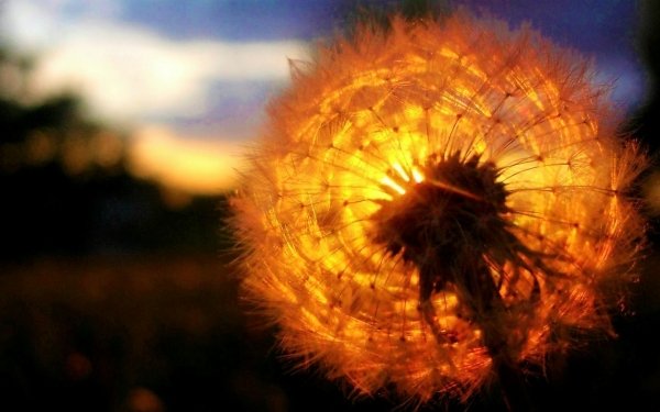 300+ Dandelion HD Wallpapers | Background Images