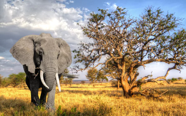 HD desktop wallpaper of an African bush elephant standing near a tree in the golden savanna under a partly cloudy sky.