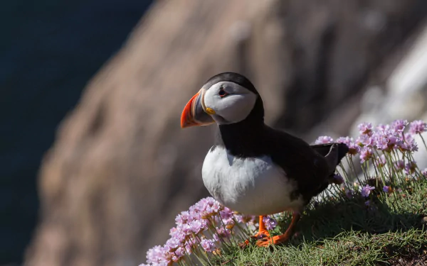 A vibrant puffin standing on a grassy cliff adorned with purple flowers, captured in stunning 4K Ultra HD quality for a PC desktop wallpaper.