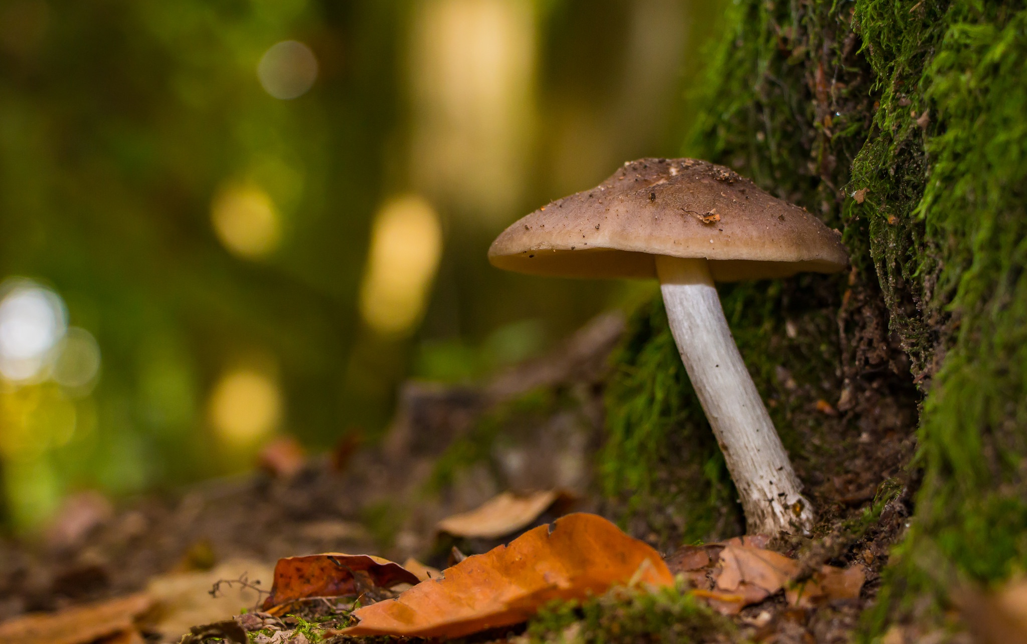 Nature Mushroom HD Wallpaper