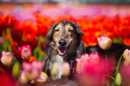 HD PC desktop wallpaper/background of a Borzoi dog (animal) smiling among vibrant tulip flowers in a colorful spring field.