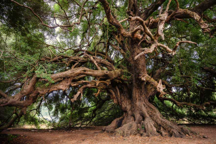 A majestic, twisted tree surrounded by lush greenery, showcasing the beauty of nature. An HD PC desktop wallpaper and background that captures the intricacy of its branches.
