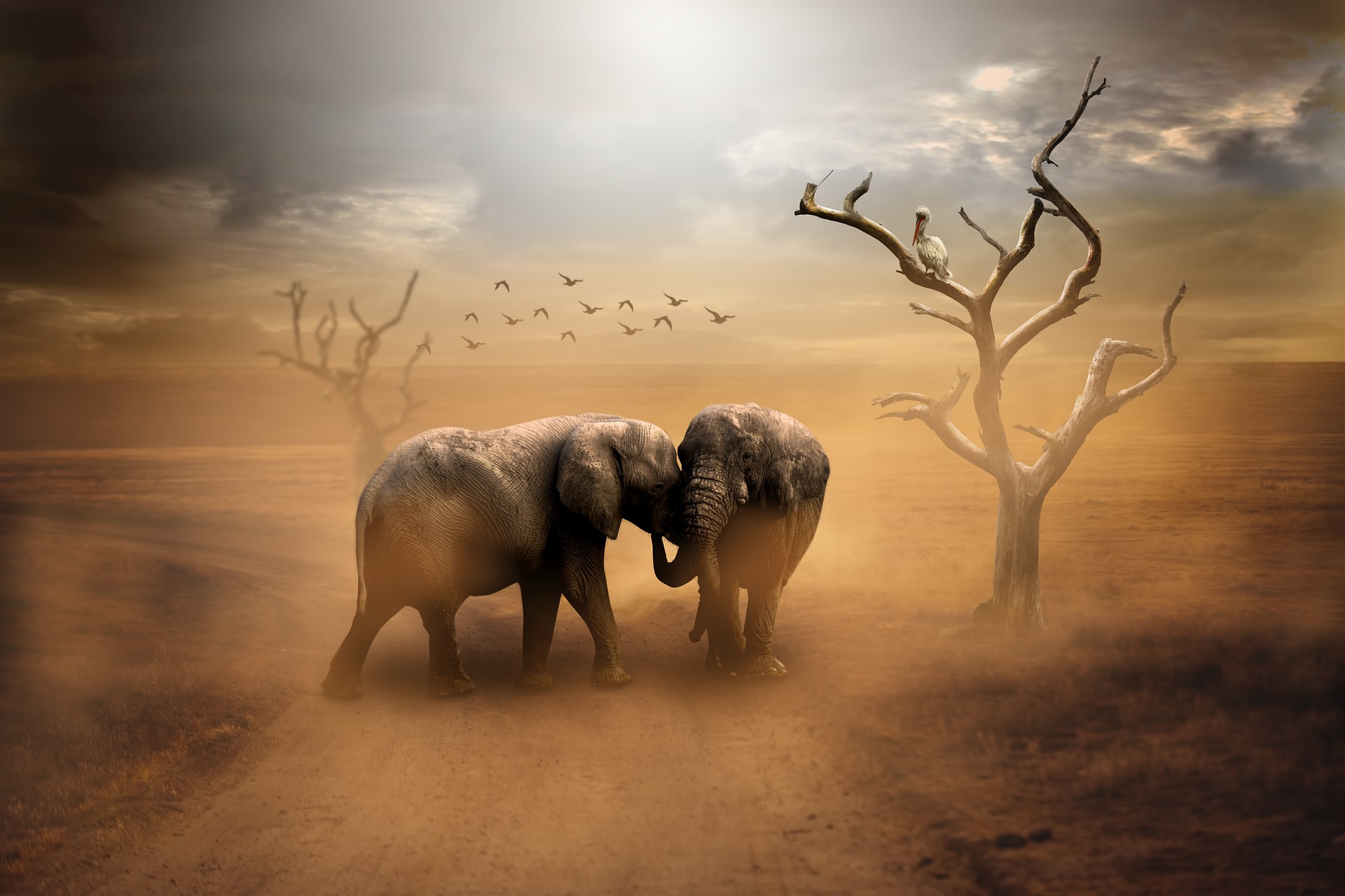 Animal African bush elephant HD Wallpaper | Background Image
