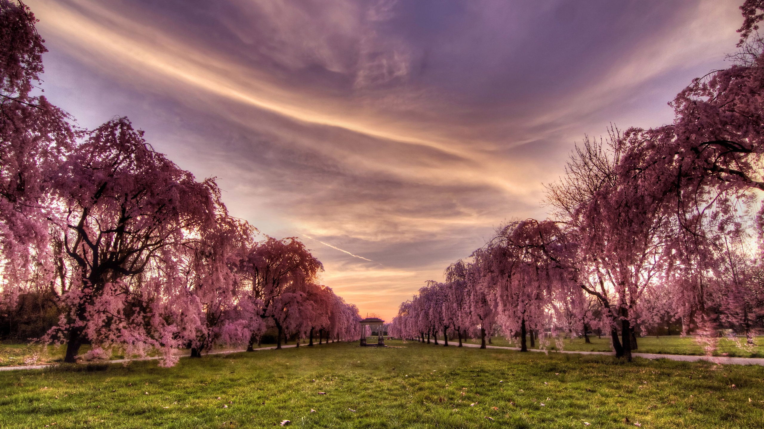 Sakura Trees HD Wallpaper | Background Image | 2560x1440 ...