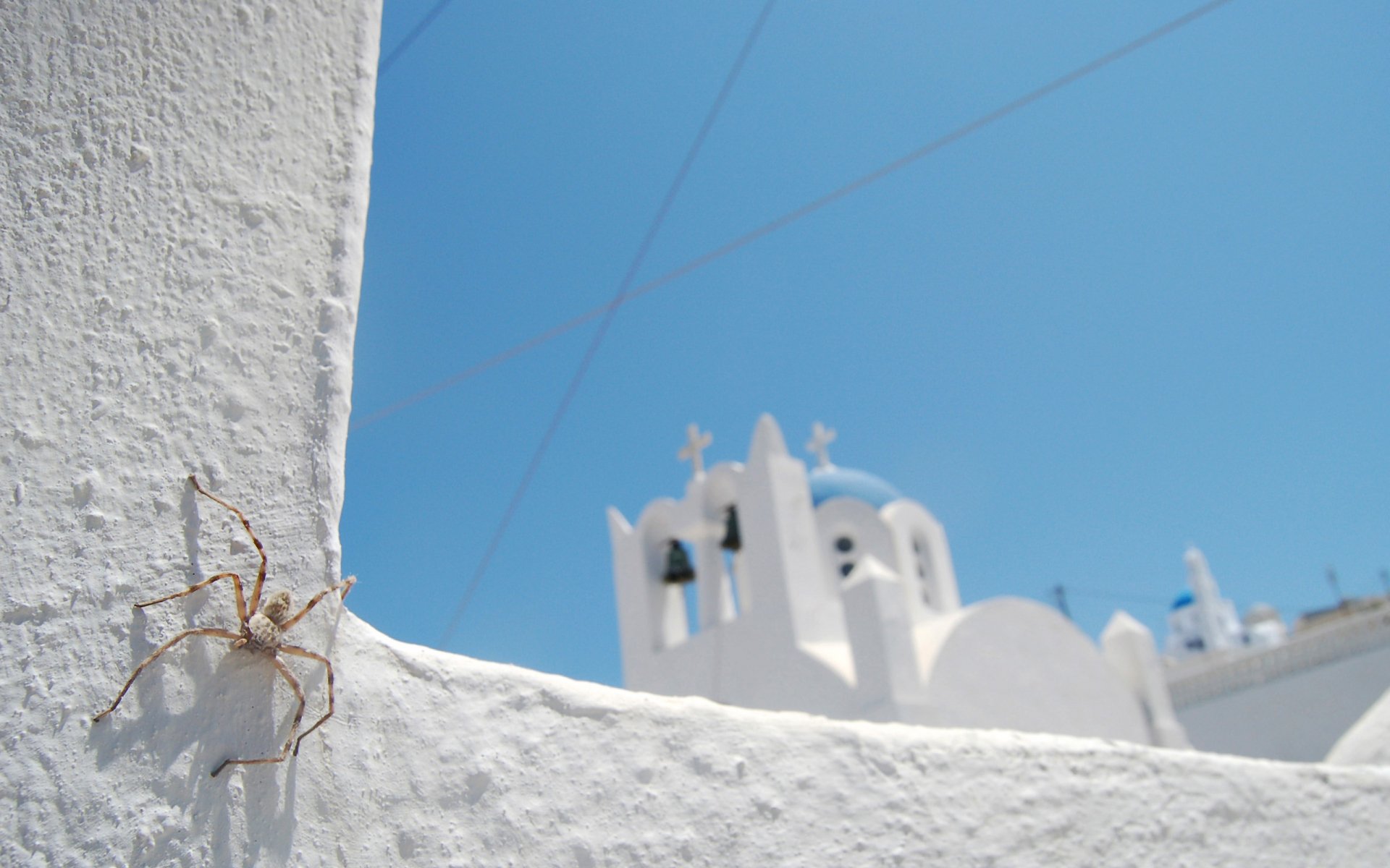 HD desktop wallpaper showing a close-up of a spider on a white church wall with blue sky in the background.