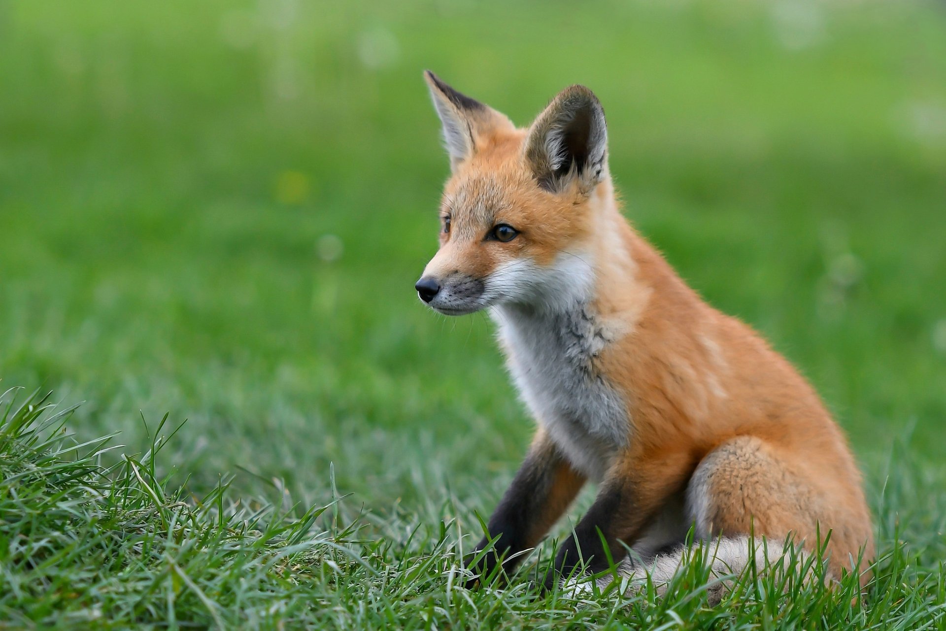 Download Cub Baby Animal Animal Fox HD Wallpaper