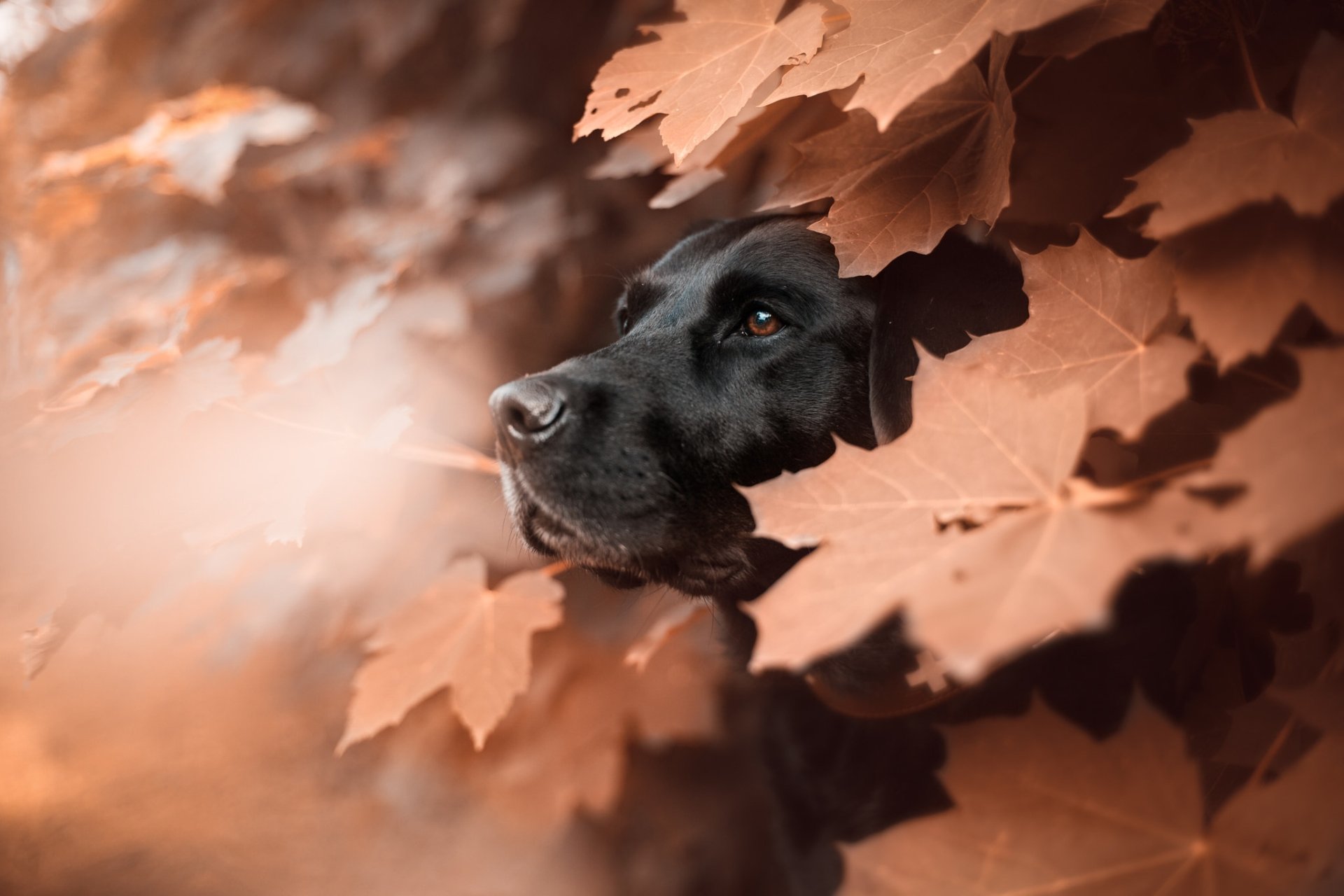 Labrador HD Wallpaper | Background Image | 2048x1365 | ID:940174
