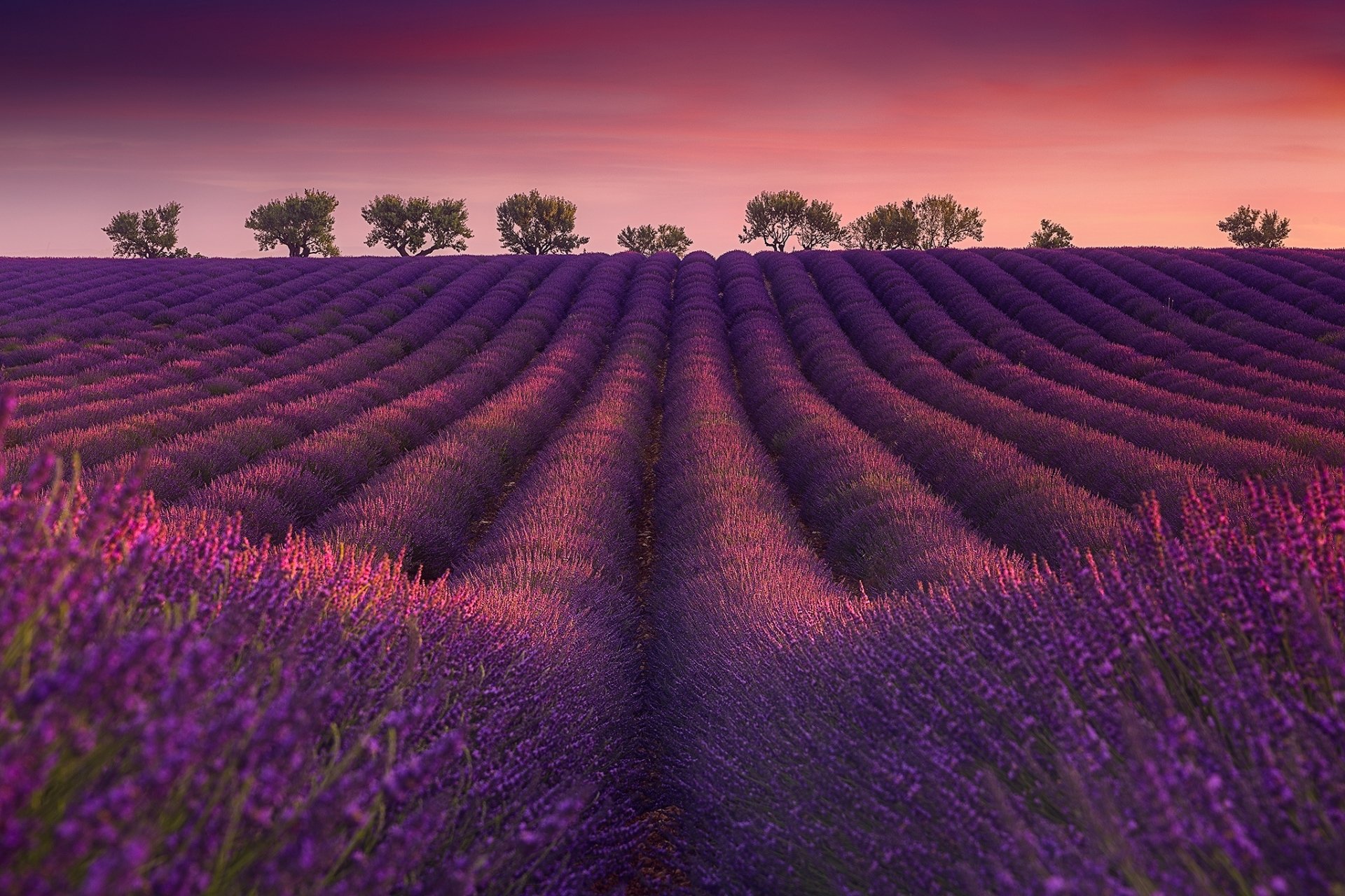 Download Summer Purple Flower Field Nature Lavender Hd Wallpaper