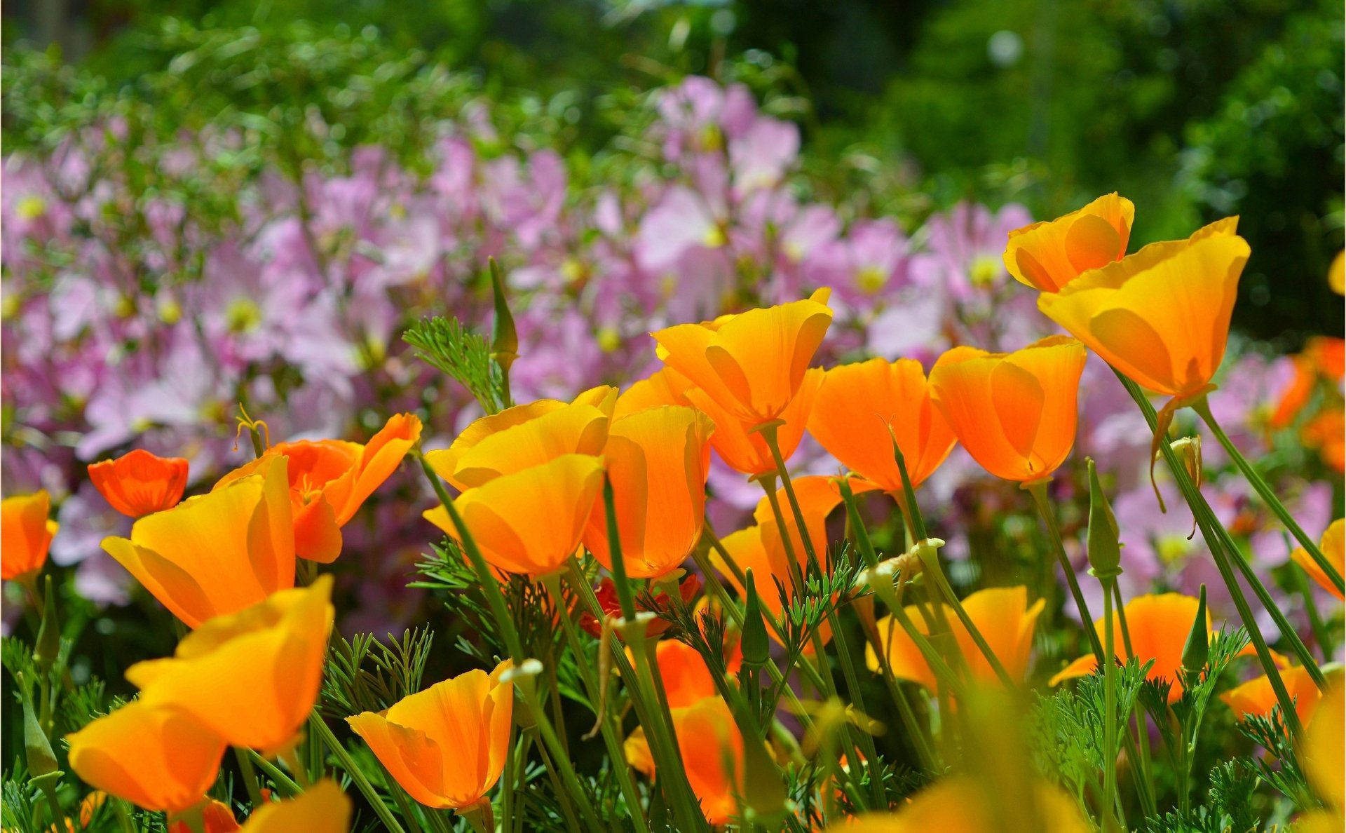 Download Eschscholzia Orange Flower Nature Flower HD Wallpaper