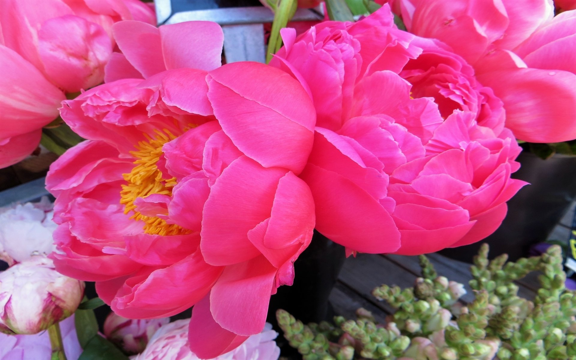 Download Pink Flower Flower Nature Peony HD Wallpaper | 2560x1600 ...